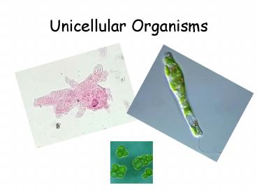 Unicellular Organisms