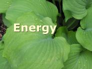 What is Ecology?