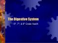 The Digestive System PowerPoint PPT Presentation
