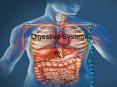 Digestive System PowerPoint PPT Presentation