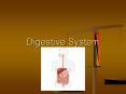 Digestive System PowerPoint PPT Presentation