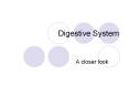 Digestive System PowerPoint PPT Presentation