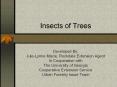 Insects of Trees PowerPoint PPT Presentation