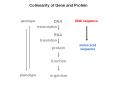 Colinearity of Gene and Protein PowerPoint PPT Presentation
