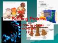 Building Proteins PowerPoint PPT Presentation