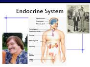 Endocrine%20System