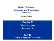 Urinary system