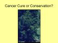 Cancer Cure or Conservation? PowerPoint PPT Presentation