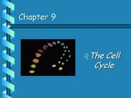 The%20Cell%20Cycle