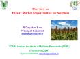 Overview on Export Market Opportunities for Sorghum PowerPoint PPT Presentation