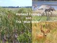Wetland Ecology and The  PowerPoint PPT Presentation