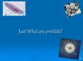 Just What are protists? PowerPoint PPT Presentation