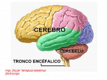 Corteza cerebral