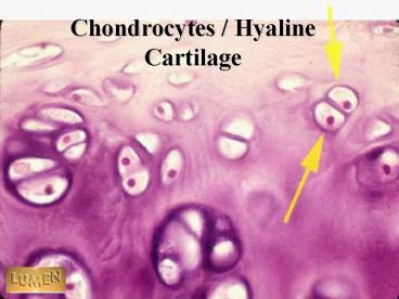 Chondrocytes / Hyaline Cartilage