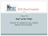 Ground squirrel pest control Toronto