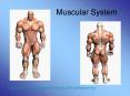 Muscular System PowerPoint PPT Presentation
