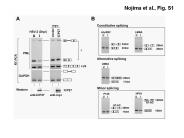 Nojima et al., Fig. S1