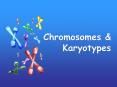 Chromosomes PowerPoint PPT Presentation