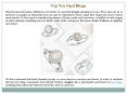 Top Ten Opal Rings PowerPoint PPT Presentation