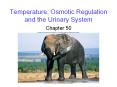 Temperature, Osmotic Regulation and the Urinary System PowerPoint PPT Presentation