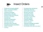 Insect Orders