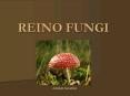 REINO FUNGI PowerPoint PPT Presentation