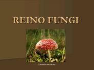 REINO FUNGI