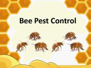 Why We Need Bee Pest Control