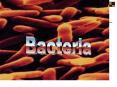 Bacteria PowerPoint PPT Presentation