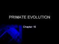PRIMATE EVOLUTION PowerPoint PPT Presentation