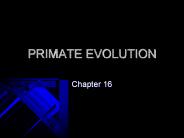 PRIMATE EVOLUTION