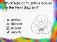 Which type of muscle is labeled I in the Venn diagram? PowerPoint PPT Presentation