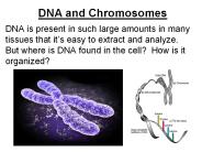 DNA and Chromosomes