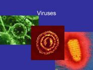 Viruses