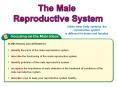 Classwork/Homework Male Reproductive System PowerPoint PPT Presentation