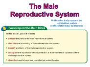 Classwork/Homework Male Reproductive System