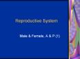 Reproductive System PowerPoint PPT Presentation