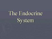 The%20Endocrine%20System