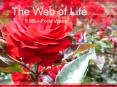 The Web of Life PowerPoint PPT Presentation