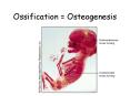Ossification = Osteogenesis PowerPoint PPT Presentation