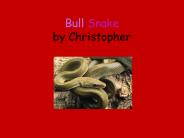 Bull Snake by Christopher
