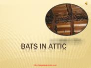 Get Rid of Bats in the Attic