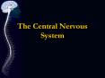 The Central Nervous System PowerPoint PPT Presentation