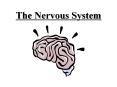 The Nervous System PowerPoint PPT Presentation