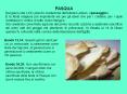 PASQUA PowerPoint PPT Presentation