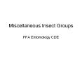 Miscellaneous Insect Groups PowerPoint PPT Presentation