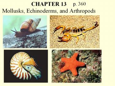 CHAPTER 13 Mollusks, Echinoderms, and Arthropods