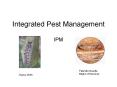 Integrated Pest Management PowerPoint PPT Presentation
