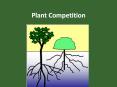 Plant Competition PowerPoint PPT Presentation