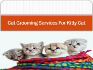 Cat Grooming Services For Kitty Cat